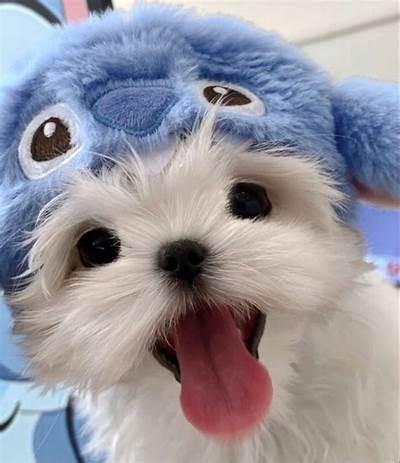 悖论攻略游戏：为什么要玩悖论攻略游戏？
